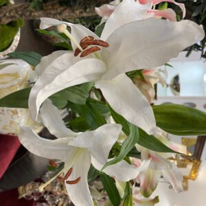 Лилия белая с бутоном