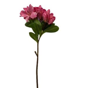 Рододендрон розовый [Арт. 190245] 1