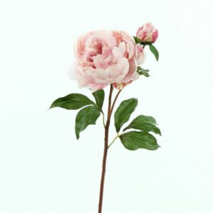 Пион розовый с бутоном  [Арт. TSF00373]