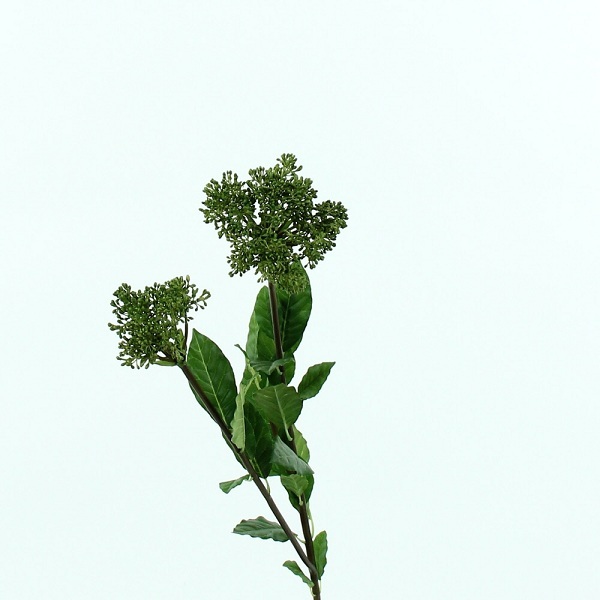 Скимия 74 см [Арт. TSF00450] 1