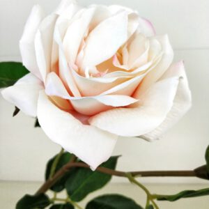 Роза розовая 53 см
