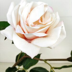 Роза розовая 53 см